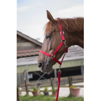 Halster- en leidlijnset Club Fuchsia Roze