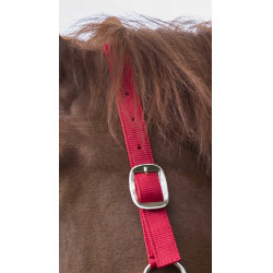 Ensemble licol et longe Club Rouge Ensemble licol et longe Club Rouge