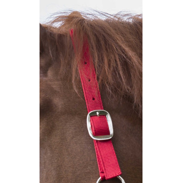 Ensemble licol et longe Club Rouge Ensemble licol et longe Club Rouge