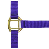 Licol nylon doublé cuir Norton Violet