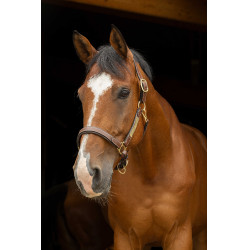 Lederen halster grooming Eric Thomas Pro Havana Bruin