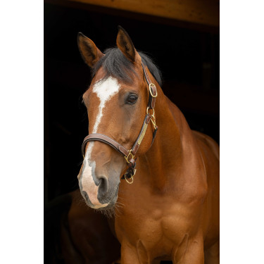 Lederen halster grooming Eric Thomas Pro Havana Bruin