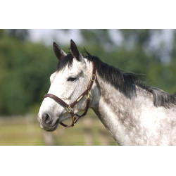 Licol Excelsior à double régLage Havane Marron