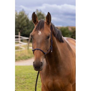 Licol éthologique doux