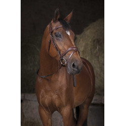 Teugels Norton Pro singel Havana / wit Bruin