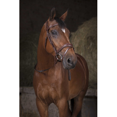 Teugels Norton Pro singel Havana / wit Bruin