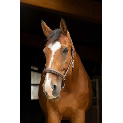 Licol anatomique Norton Pro