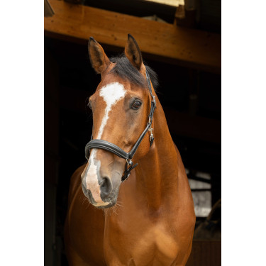 Anatomisch halster Norton Pro Zwart