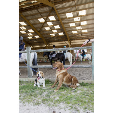 Nylon hondenriem Diego & Louna Antraciet Grijs