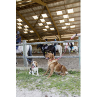 Laisse nylon Diego & Louna pour chien Corail Rouge