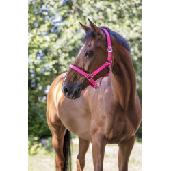 Licol Norton Fluo doublé Rose