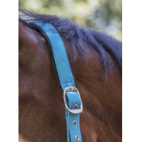 Licol Norton Fluo doublé Bleu