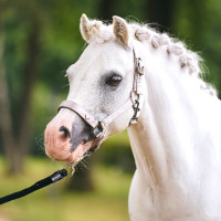 Licol Imperial Riding Rebel Ballerina Violet
