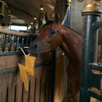 Stal-speeltje Imperial Riding bliksem Geel Stal-speeltje Imperial Riding bliksem Geel