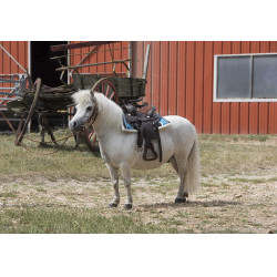 Selle Western Westride Topeka