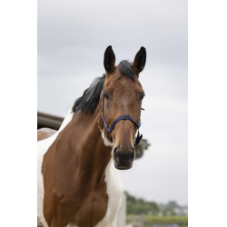 Nylon halster met dubbele dikte en gespen Norton Marineblauw