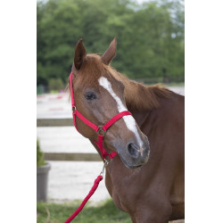 Halster- en leidlijnset Club Rood