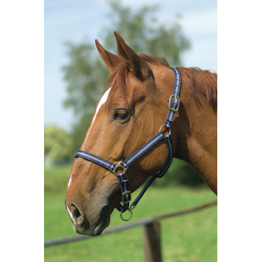 Licol nylon doublé cuir Norton Marine / ciel Bleu