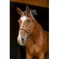 Lederen halster grooming Eric Thomas Pro Havana Bruin