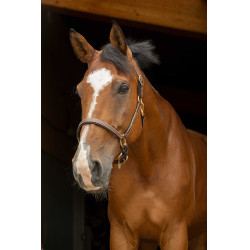 Lederen halster grooming Eric Thomas Pro Havana Bruin