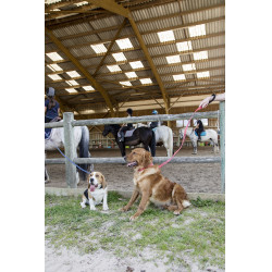 Laisse nylon Diego & Louna pour chien Corail Rouge Laisse nylon Diego & Louna pour chien Corail Rouge