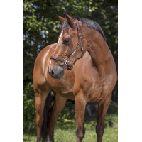 Lederen halster Norton Pro Grooming Zwart