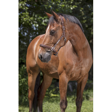 Lederen halster Norton Pro Grooming Zwart
