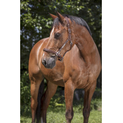 Licol cuir Norton Pro Grooming Havane Marron Licol cuir Norton Pro Grooming Havane Marron