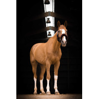 Licol Equithème Teddy Vert / marron