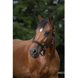 Licol Norton nylon doublé néoprène Noir