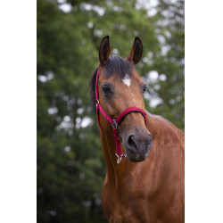 Licol Norton nylon doublé néoprène Rouge