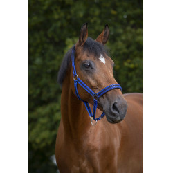 Halster Norton nylon gevoerd met neopreen Koningsblauw / zwart Halster Norton nylon gevoerd met neopreen Koningsblauw / zwart