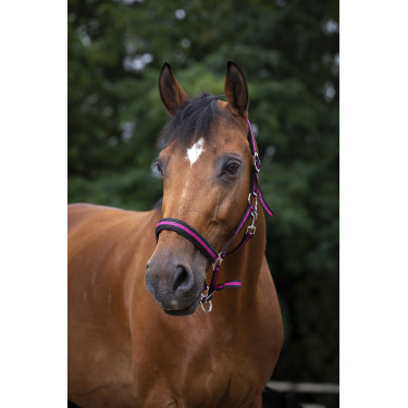 Halster Norton nylon gevoerd met neopreen Zwart / framboos