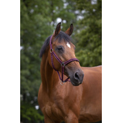 Halster Norton nylon gevoerd met neopreen Bordeaux / zwart