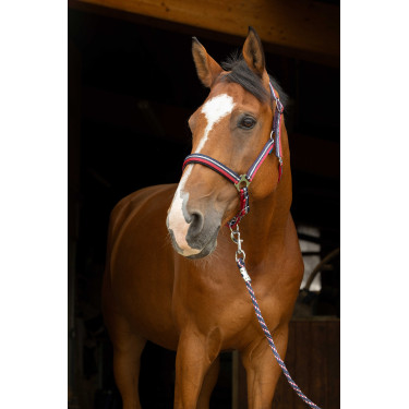 Licol + longe Norton Brillant Rouge / marine / argent