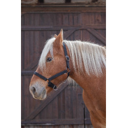 Licol Norton Pro pour cheval de trait Noir Licol Norton Pro pour cheval de trait Noir