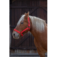 Licol Norton Pro pour cheval de trait Rouge Licol Norton Pro pour cheval de trait Rouge