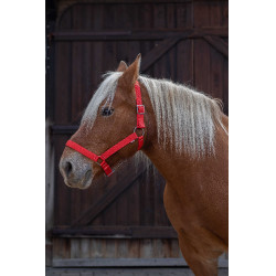Licol Norton Pro pour cheval de trait Rouge