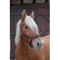 Licol Norton Pro pour cheval de trait Marron