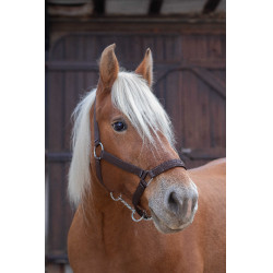 Licol Norton Pro pour cheval de trait Marron
