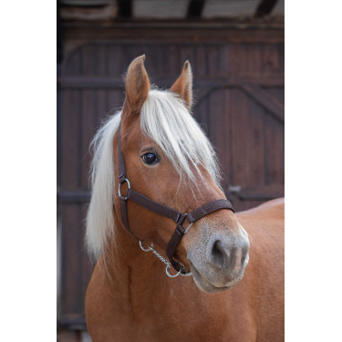 Licol Norton Pro pour cheval de trait Marron