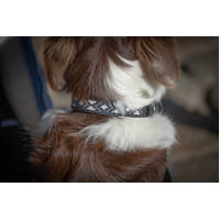 Halsband voor hond Pénélope Pearl Havana / roze Bruin