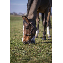 Licol Norton Club Cuir Havane Marron Licol Norton Club Cuir Havane Marron