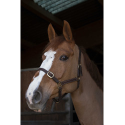 Licol Norton Club Cuir Havane Marron Licol Norton Club Cuir Havane Marron