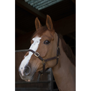 Licol Norton Club Cuir Havane Marron Licol Norton Club Cuir Havane Marron