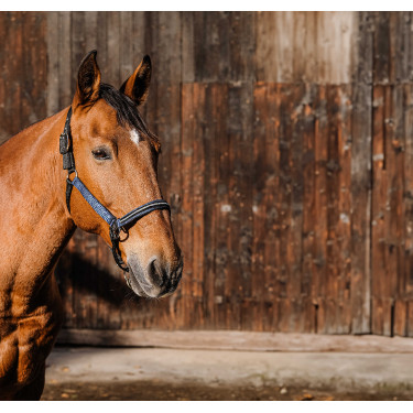 Nylon halster Equithème Domino Koningsblauw Nylon halster Equithème Domino Koningsblauw