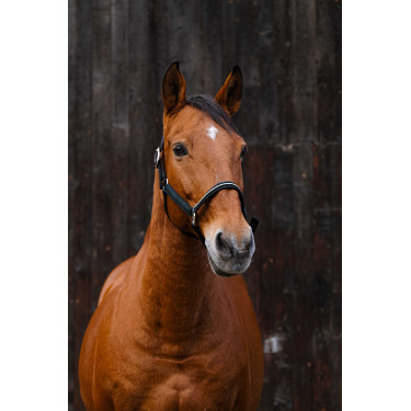 Nylon halster Equithème Domino Groen Nylon halster Equithème Domino Groen