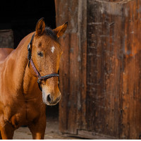 Licol nylon Equithème Domino Bordeaux