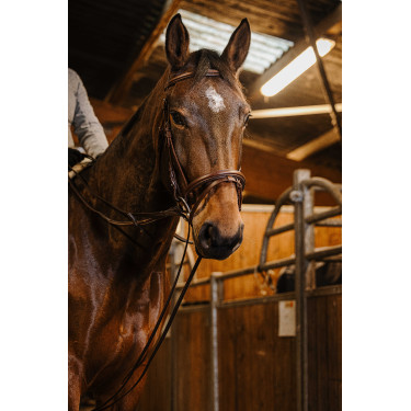 Rênes allemande sangle Norton Pro 13mm Havane Marron