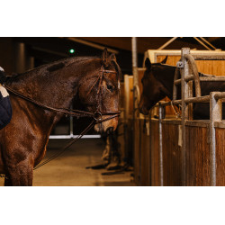 Rênes allemande sangle Norton Pro 13mm Havane Marron